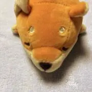 コリンちゃんの画像