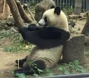 まにぃの画像