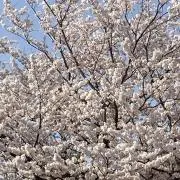 totoの画像
