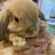 イギー