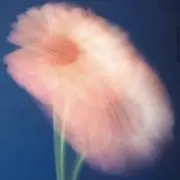 ユの画像