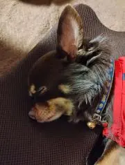 ニンニン