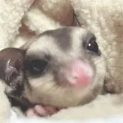 Image of むち子