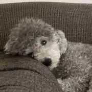コーネル