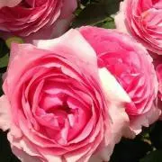 Yの画像