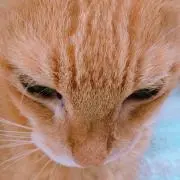 ミーコの画像