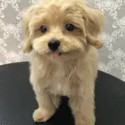 Miyorima-maÜ♡