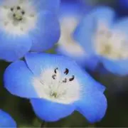 ネモフィラ