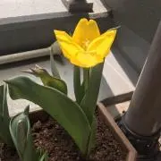 ちょこの画像