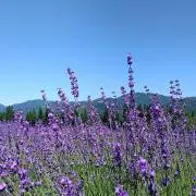 ちょろまつママの画像