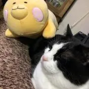 ななの画像