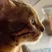ごーしょうの画像