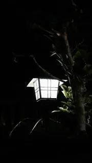 Suiの画像