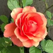 AYAの画像