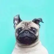 pugmin@即配送の画像