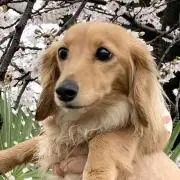 かよ