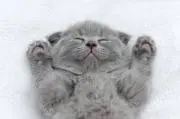 きすけの画像