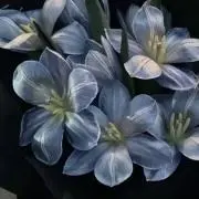 Liliの画像