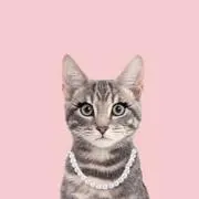 ねこ大好きの画像