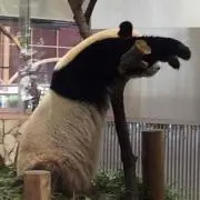 ぶりこ