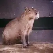 カピバラ