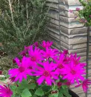 ロゼの画像
