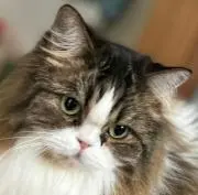 neko