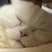 ちょあ⭐︎の画像