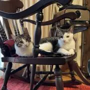 あ～ちゃんのママ