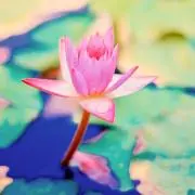 さばの画像