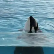 ともの画像
