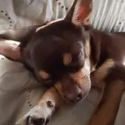 てんちゃん
