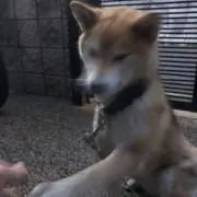 まみこの画像