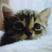 ちゃっぴ～の画像