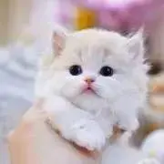 即購入ok！！の画像