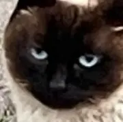 猫宮の画像