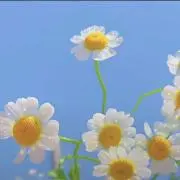 キキミミᰔᩚᰔᩚᰔᩚ(プロフィール必須)の画像