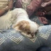 チョコエッグ