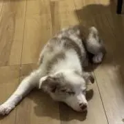 ★まごころ萬屋せーゴッサム★の画像