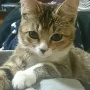 あびつんママ