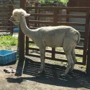 alpaca