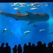 きのこの画像