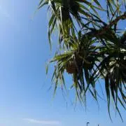 pajaritoの画像