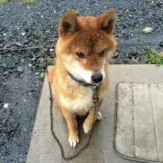 tubasa