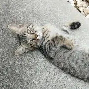NOBYの画像