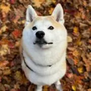 vanの画像