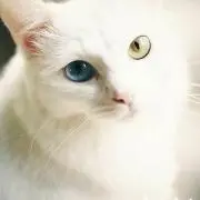 くふらの画像
