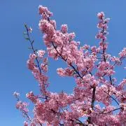 ヨチャネン