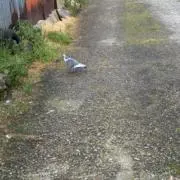 はるこさんの画像