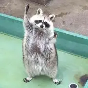 きりかぶの画像